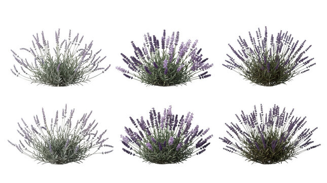 Conjunto de arbustos de lavanda em fundo branco