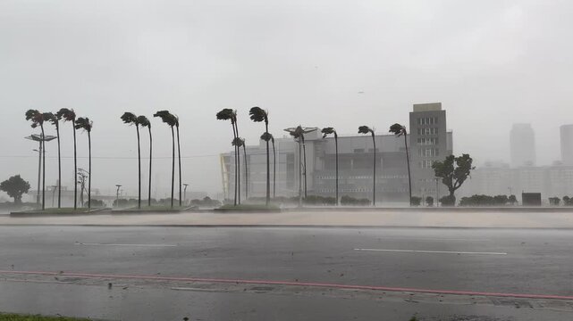 Hurricane Wind Lashes Palm Streets On City Stree