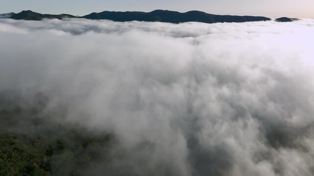 Aerial view of cloud inversion over Fanal Forest in Madeira, Portugal, at sunrise, with wooded hills and low clouds. Push in approach dolly shot