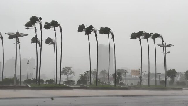 Powerful Hurricane Winds And Heavy Rain Lash Palm Trees On City Street