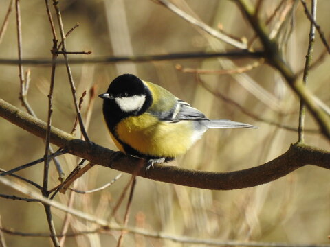 Great tit perched on a tree branch in autumn light