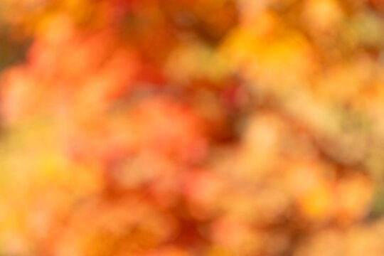 Blurred bokeh autumn background. Defocused bokeh backdrop. Blur backdrop. Abstract fall background with nobody. Defocused blur bokeh color. Autumn or fall color background. Fall weather vibe