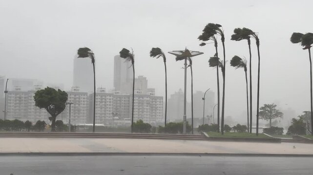 Palm Trees Bend In Strong Hurricane Winds And Driving Rain Across City