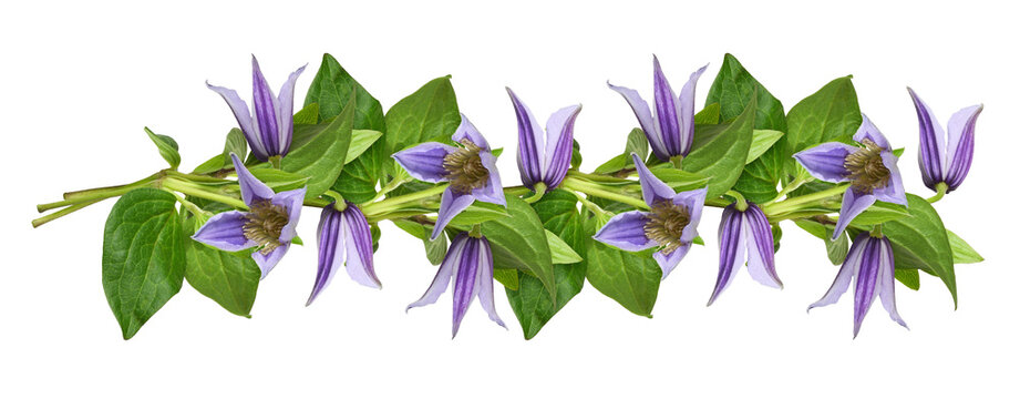 Purple flowers of clematis in a floral line arrangement isolated on white or transparent background