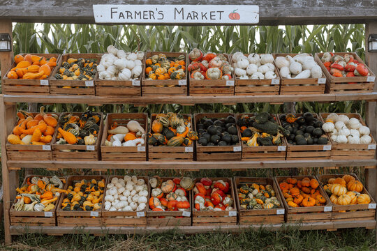 Autumn Pumpkins and Gourds at a Farm Market