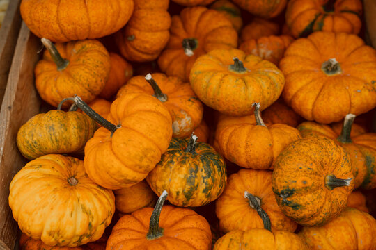 Collection of Small Decorative Pumpkins