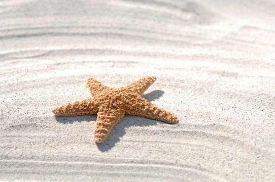 Seafish on sand, close-up