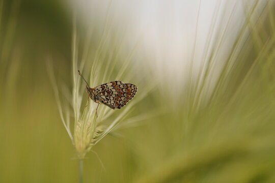 una farfalla melitaea athalia su una spiga di grano