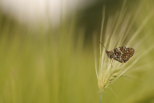 una farfalla melitaea athalia su una spiga di grano