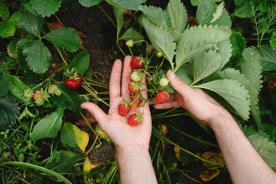 Male hands hold ripe strawberries in a summer garden