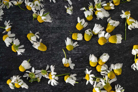 Fresh chamomile flowers are scattered haphazardly on a dark surface.