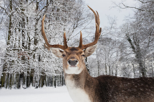 Germany, Cologne, Animal Reserve, Male fallow deer at lindenthaler tierpark
