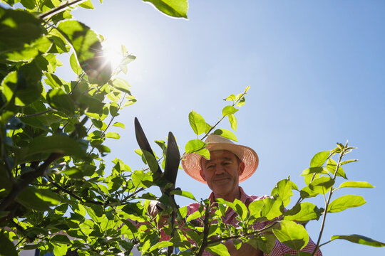 Gardener pruning twigs of apple tree with hedge trimmer