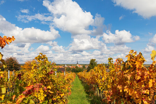 A golden vine grows in a Freinsheim vineyard during autumn