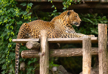 Leopard spotted leopard. Leopard or panther relax in zoo park. Spotted leopard wild animal, wildlife. Cougar animal with fur spot, jaguar © be free