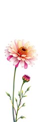 Fototapeta premium Pink and cream flower with bud isolated on white background