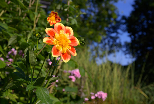 Orange and yellow Dahlia Pooh blooming in a garden in Rotterdam
