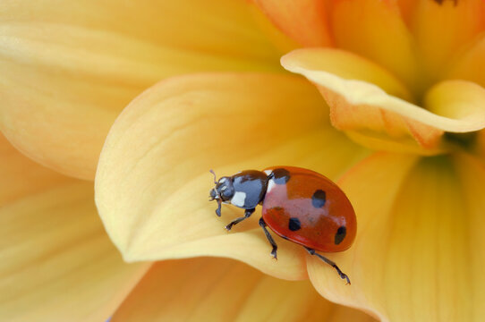 Seven-spotted ladybird (Coccinella septempunctata) on flower