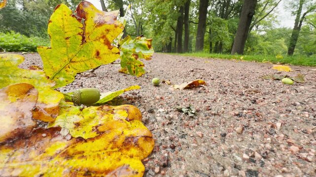 Yellow oak leaves and acorns lie on a wet gravel path in Catherine Park, Saint Petersburg. The crisp autumn view fills the air with a cozy, nostalgic mood.