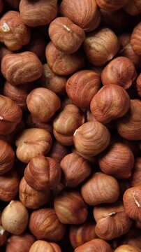 Hazelnuts harvest. Filbert video wallpaper. Full frame of hazel. Cobnut background. Peeled brown nut kernels. Healthy organic bio products. Vegetarian, vegan and raw food. Back to nature. Healthy fat