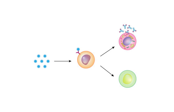Activation B-cell leukocytes. B lymphocyte differentiation. Plasma cell and memory B cell. B cell and T cell interaction.