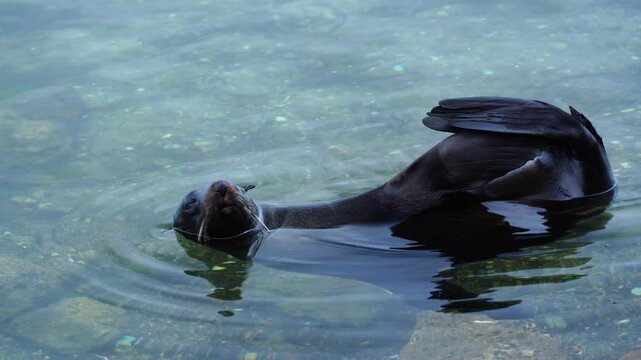 New Zealand Fur Seal swimming and using its flipper to clean its face at American River, Kangaroo Island