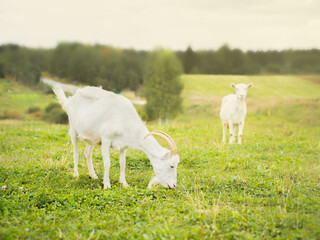 Organic farming concept: white goats grazing on a green pasture in the countryside © Yana