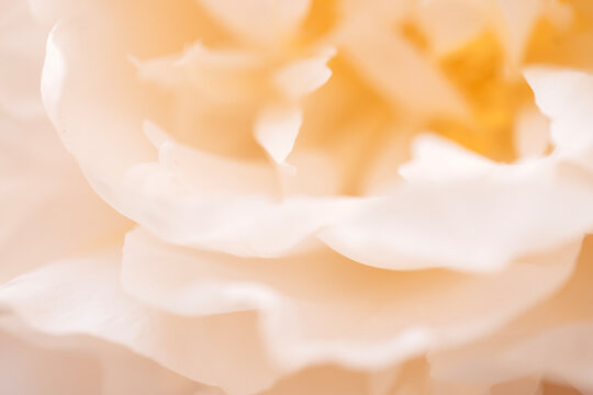 Close-up of delicate white rose petals with soft focus, showcasing intricate textures and layers against a light, neutral background