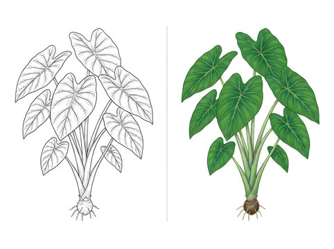 Taro plant illustration featuring a black and white line art sketch alongside a fullcolor version showing heartshaped leaves and corm