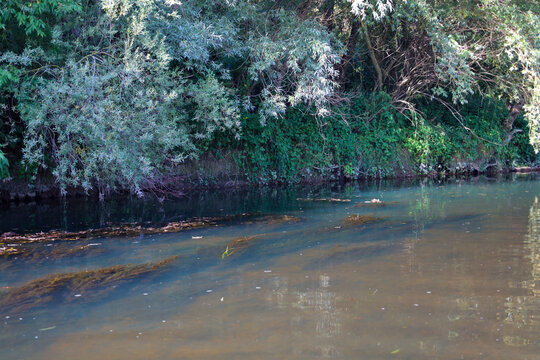 Transparent river water flows past a steep bank thickly covered with trees and willow branches. Underwater algae, sandy bottom, and small fallen leaves are clearly visible through the clear surface.