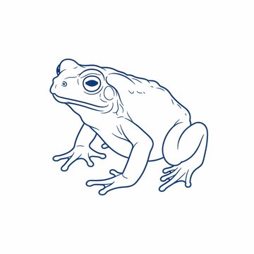 Detailed line art illustration of a sitting frog or toad