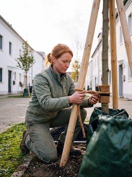 G&auml;rtnerin bindet jungen Stadtbaum mit Seil an Holzpfahl fest