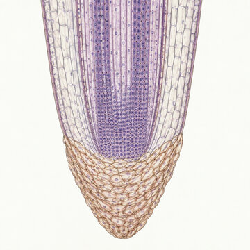 Onion Root Cap and Meristem Scientific Illustration