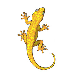 Hand-drawn cartoon illustration of a cute yellow spotted gecko (lizard) crawling upward. Features bright yellow and orange textured skin, detailed suction pads on feet, and a white isolated background © Gojo