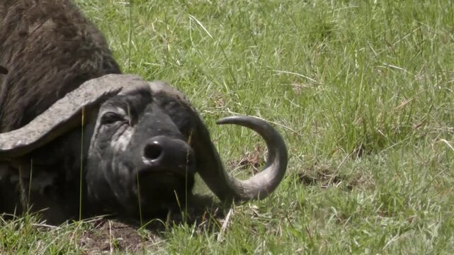 African buffalo itching and rubbing itself on the ground.