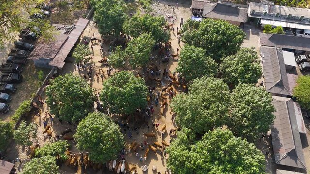 Aerial view of Pasar Hewan animal market with cattle and people gathered under trees in Kecamatan Prambanan, Jawa Tengah, Indonesia.