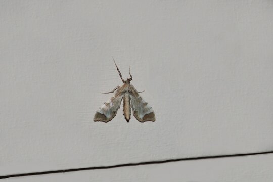 Poropora Fruit Borer (Leucinodes cordalis) on building at night, South Australia