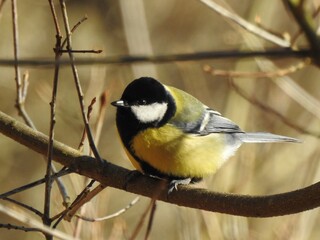 great tit parus major © Amelia