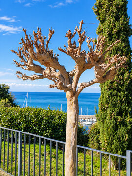 Sculptural pollarded tree overlooking the Mediterranean sea