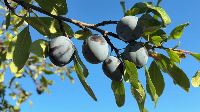 Blue plums on a branch
