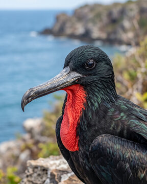 Close Up of a Male Magnificent Frigatebird with Inflated Red Throat Pouch (Fregata magnificens).