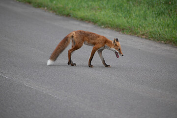 Obraz premium 尾の先が白い野生のキタキツネ 
