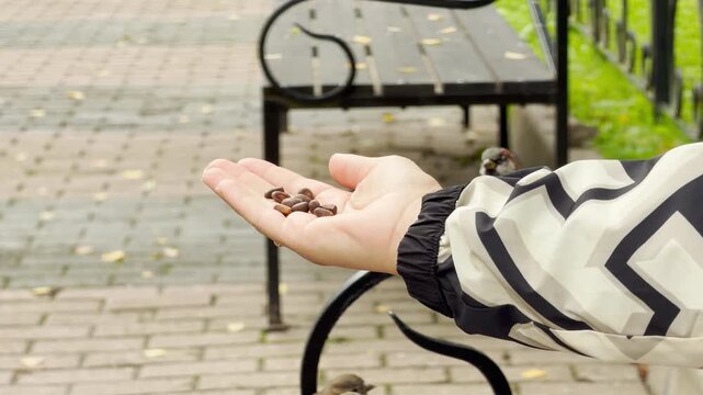 A small titmouse perches on an open hand to take seeds in a park in Pushkin, Saint Petersburg. This gentle moment brings a feeling of pure joy and peace.