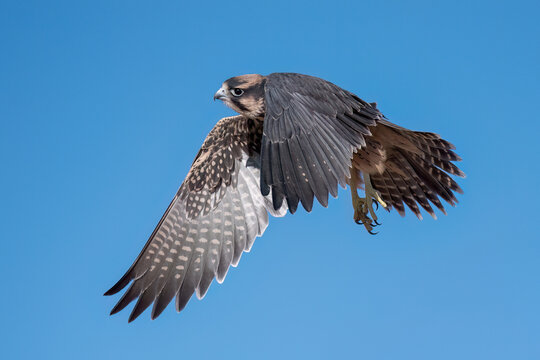 Lanner Falcon, born to fly  - South Africa