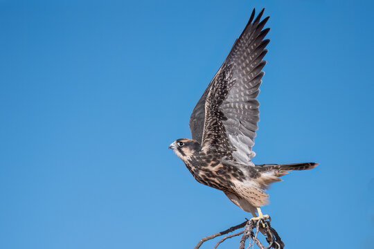 Lanner Falcon, about to fly  - South Africa