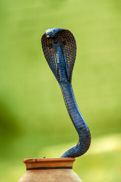 View of a black cobra with its hood flared, emerging from a clay pot against a soft green blurred background in Jahanian, Pakistan.