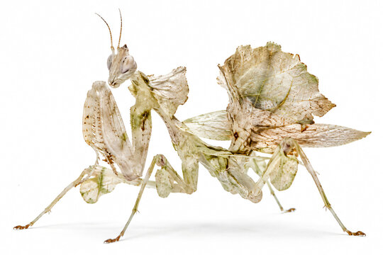 Camouflaged leaf mantis with delicate leaf-like body, wings and legs, isolated on a clean white background, detailed macro wildlife photography showcasing natural mimicry