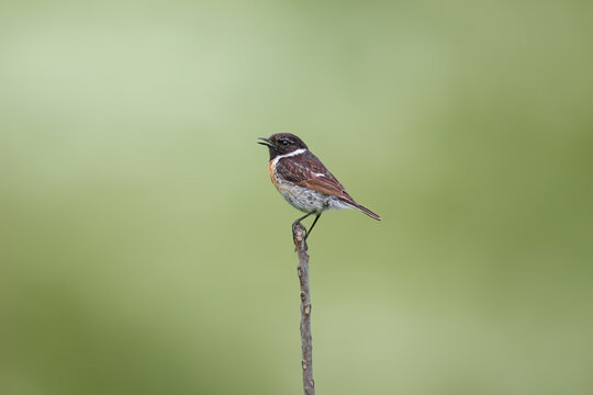European Stonechat (Saxicola rubicola) male perched upright on a vertical twig singing with an open beak.