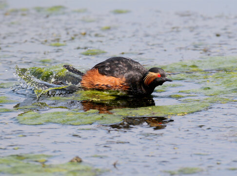 Black-necked Grebe (Podiceps nigricollis) swimming in water with algae, taking off or splashing with wings raised and red eye visible.