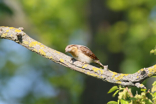 Eurasian Wryneck (Jynx torquilla) perched low on a mossy branch facing slightly left with cryptic bark-like plumage.